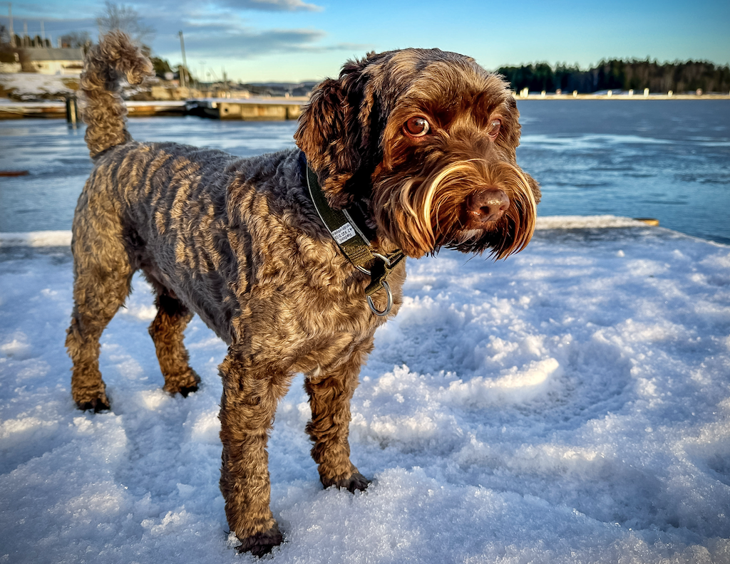 Winter Dog